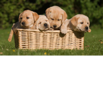 Puppy club for fan check