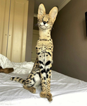 Cat euthenists