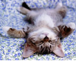 a-r-b-u-z k-i-l-o-p-e-k-e-r-a