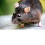 ShadyJed's personal rats