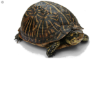 Turtle Fans Forever