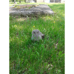 fallen owl >:D