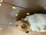 ハム好き部