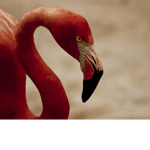 THE MAD FLAMINGO