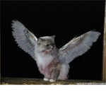 Flying Cat Crumbs