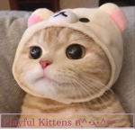 Playful Kittens <3