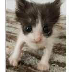 Hamster :) gang