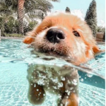 Aesthetic Majors