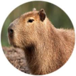 Capybara army