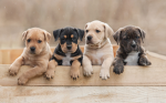 We adore puppy’s and dogs