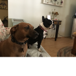 The dogs United/army