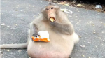 Monke D, Productions