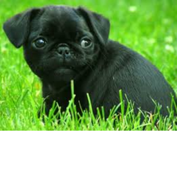PUGS!