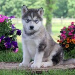 𝙥 𝙪 𝙥 𝙥 𝙮