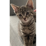 SlayKittens