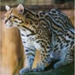 Ocelot RAID Place