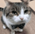 IndigoGames3260