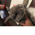 Vhffuhffthb