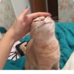 m̴e̴t̴a̴n̴o̴i̴a̴