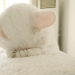 tinipaws