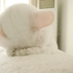 tinipaws Group Thumbnail