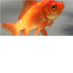 Goldfish Fan Club