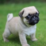 Pug and Husky play group