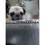 Starbust pug Army !!