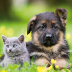 Love dogs and cats