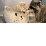 Kitty ######
