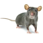 RATS RULE FOR EARTH.