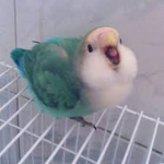 the brib