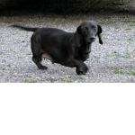 dog group dont join if you hate dogs