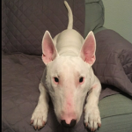 Walter sqoud