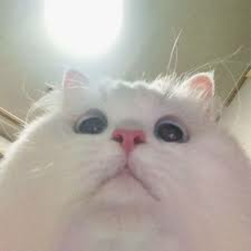 ⋆ ˚｡⋆୨♡୧⋆ ˚｡⋆