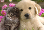 Pick and Animal!