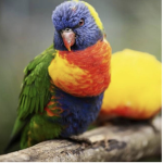 Parrot popper