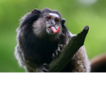 egyptian monkeys