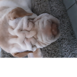 Doggy tan #####