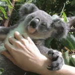 Koala Bears Fan Club
