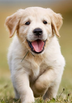 Dog Lover’s stay pawsitive!!