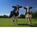 Mucca frien sempre attiva!!