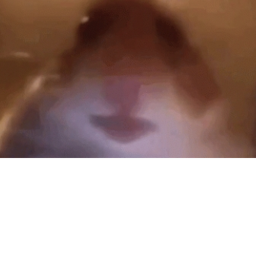 basically meme obby