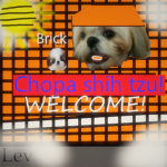 Chopa shih tzu