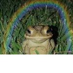 Aesthetic Frogs Ya know