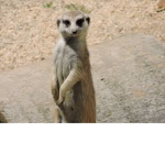 TheANIMALTribe