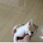 bremeowowo
