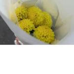 Meine Freunde sind die besten