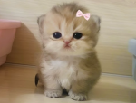 Kawaii H3llo Kitty