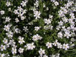 LIASIION